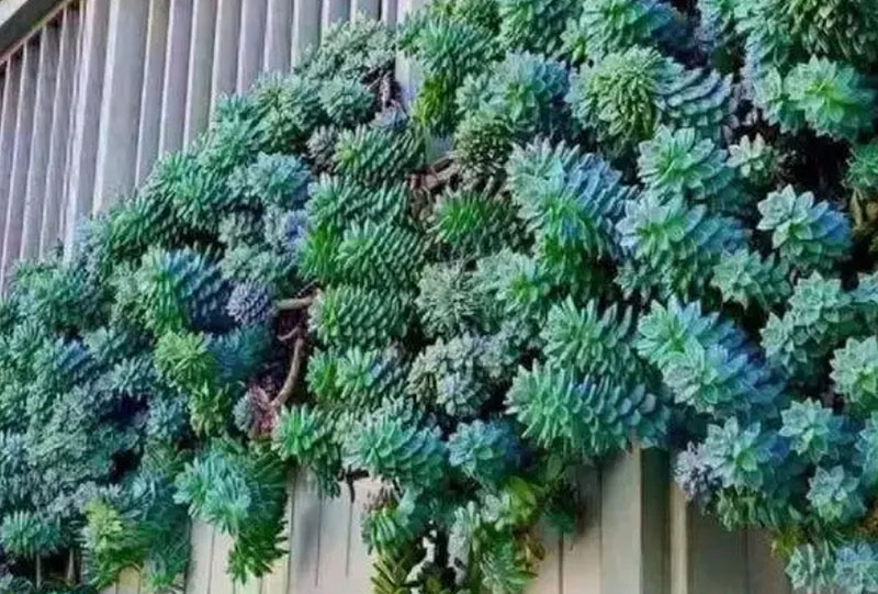 多肉也称为多水植物或肉质植物